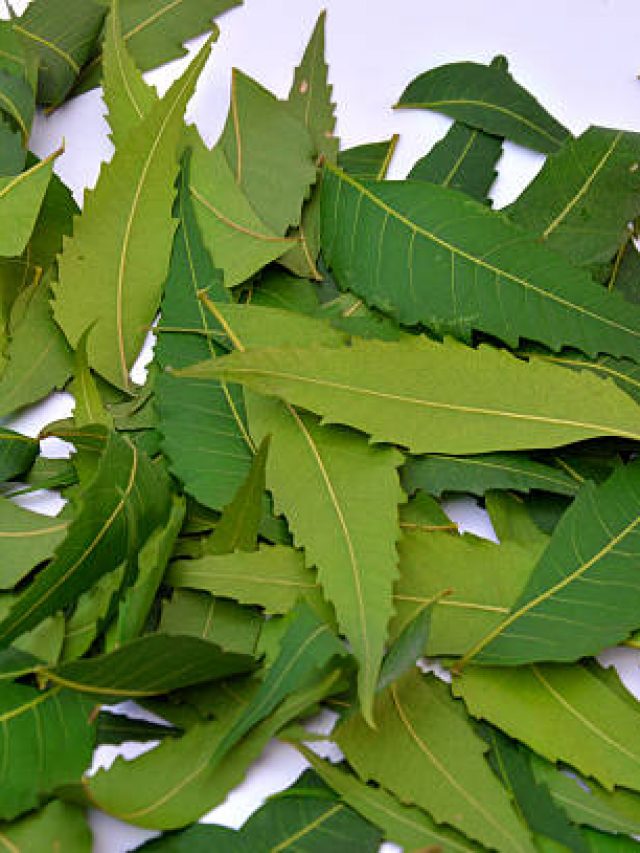Herbal Neem Green Leaves Isolated on White Background.