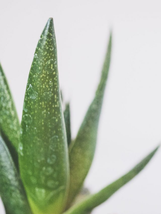 pexels-photo-2239673