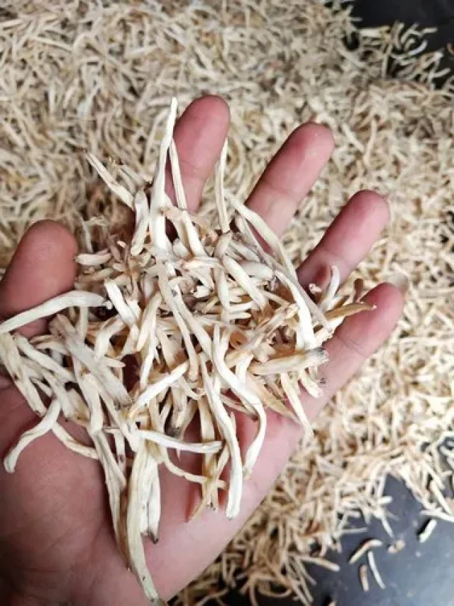 safed-musli-1-500x500