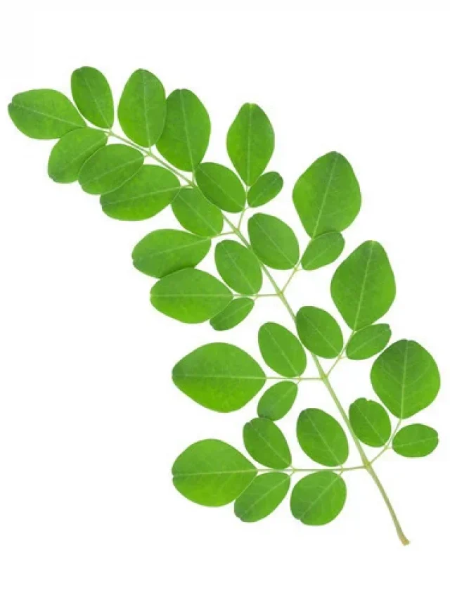 moringa ke faide (Benefits of moringa leaf powder)