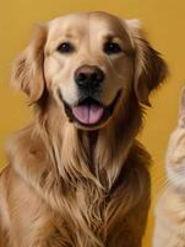 Dog shampoo bar Buy online