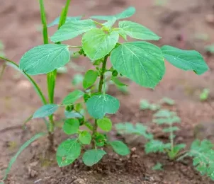 Kuppaimeni Soap 100g